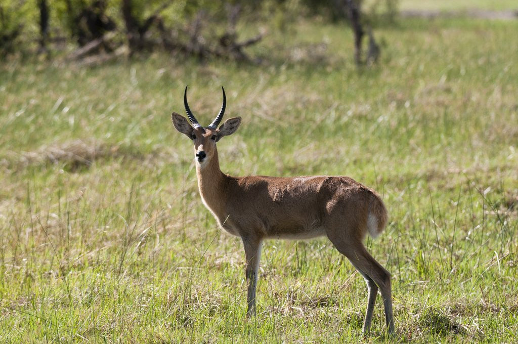 Detail of Puku, Okavango Delta by Anonymous