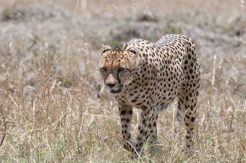 Detail of Cheetah, Masai Mara by Corbis
