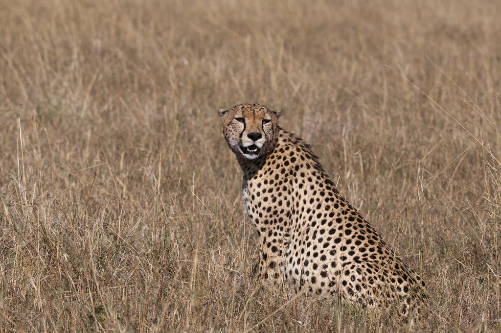Detail of Cheetah, Masai Mara by Anonymous