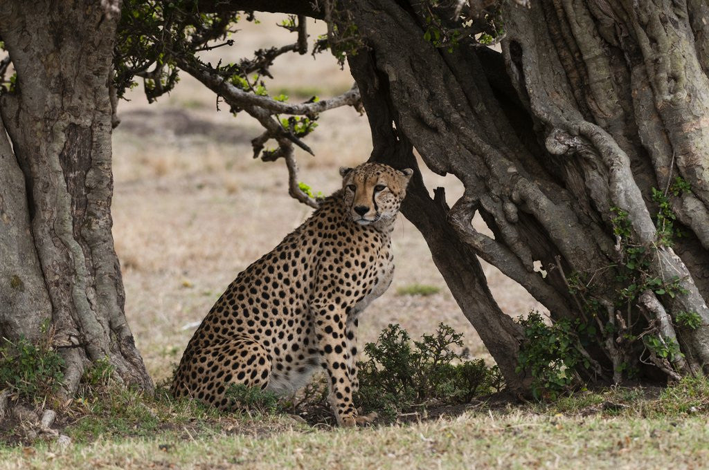 Detail of Cheetah, Masai Mara by Anonymous