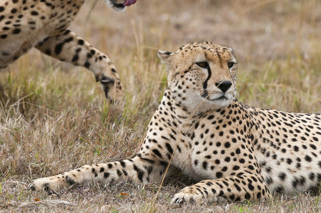Detail of Cheetah, Masai Mara by Anonymous