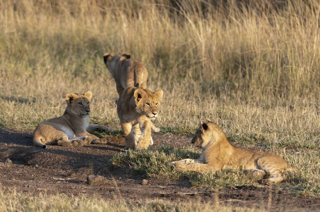 Detail of Lion cubs, Masai Mara by Anonymous