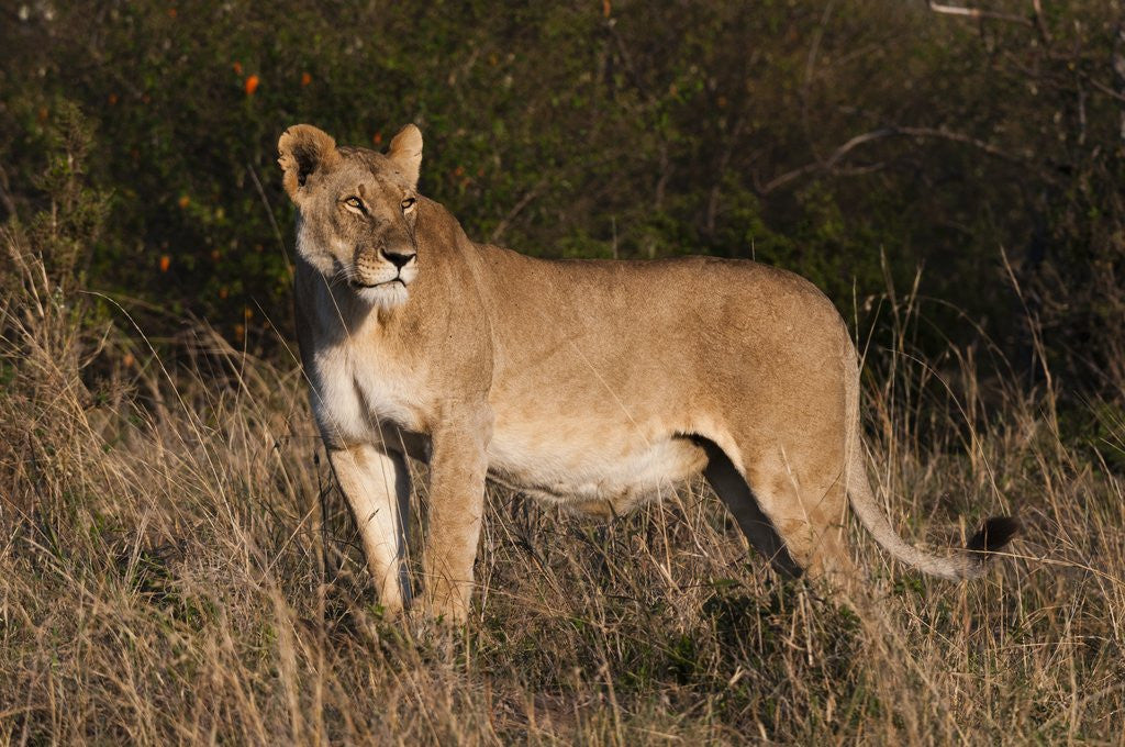 Detail of Lioness, Masai Mara by Anonymous