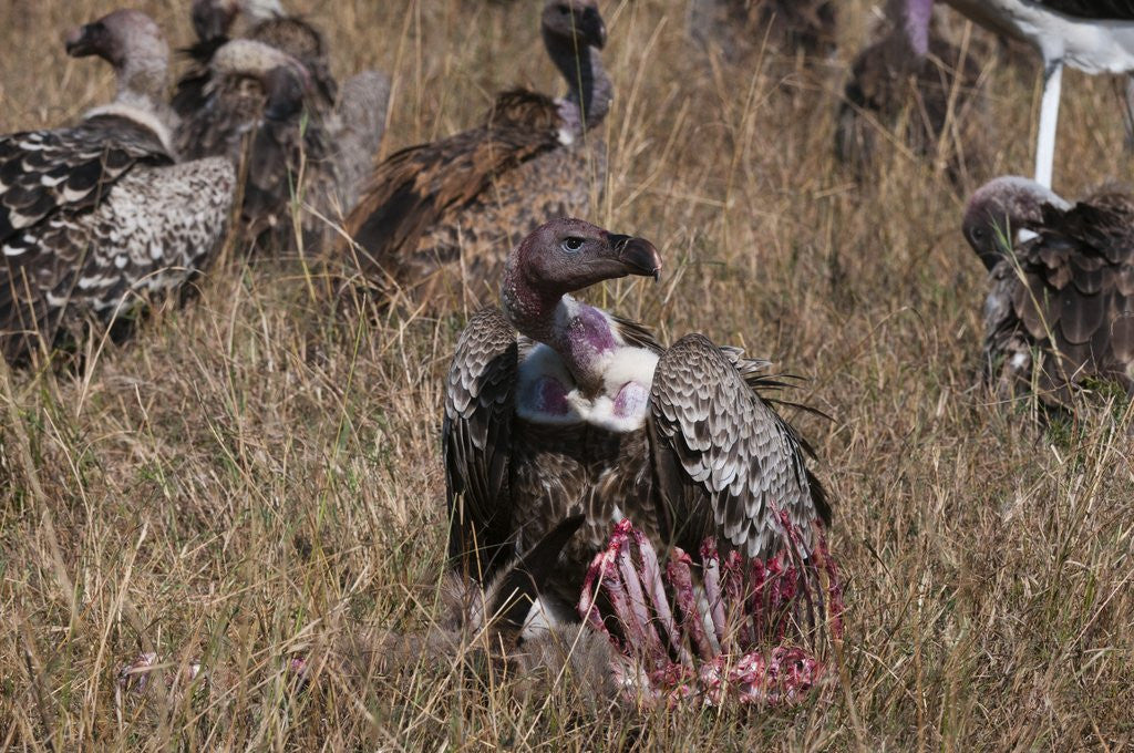 Detail of Vultures feeding on a carcass, by Anonymous