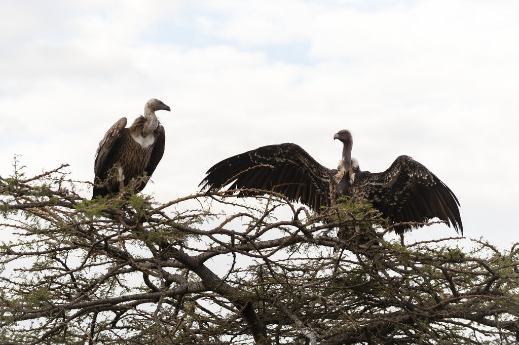 Detail of Vultures by Anonymous
