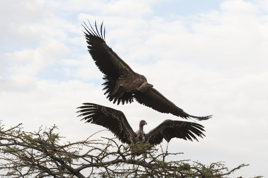 Detail of Vultures by Anonymous