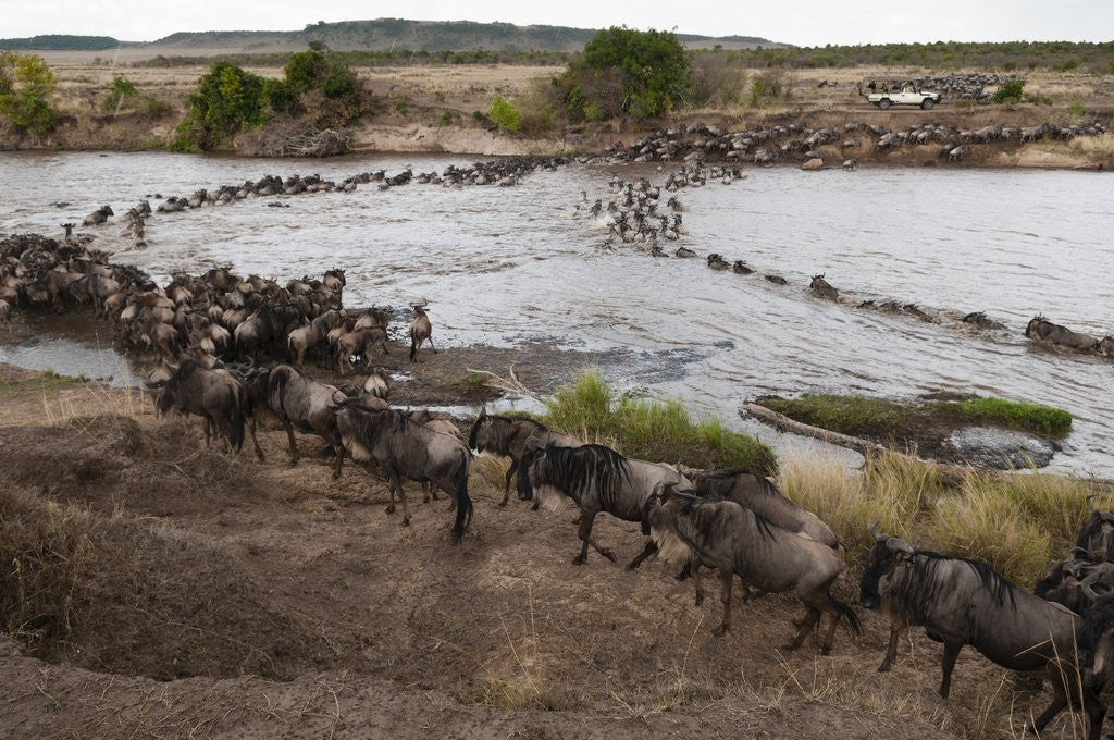 Detail of Wildebeest crossing the river Mara by Anonymous
