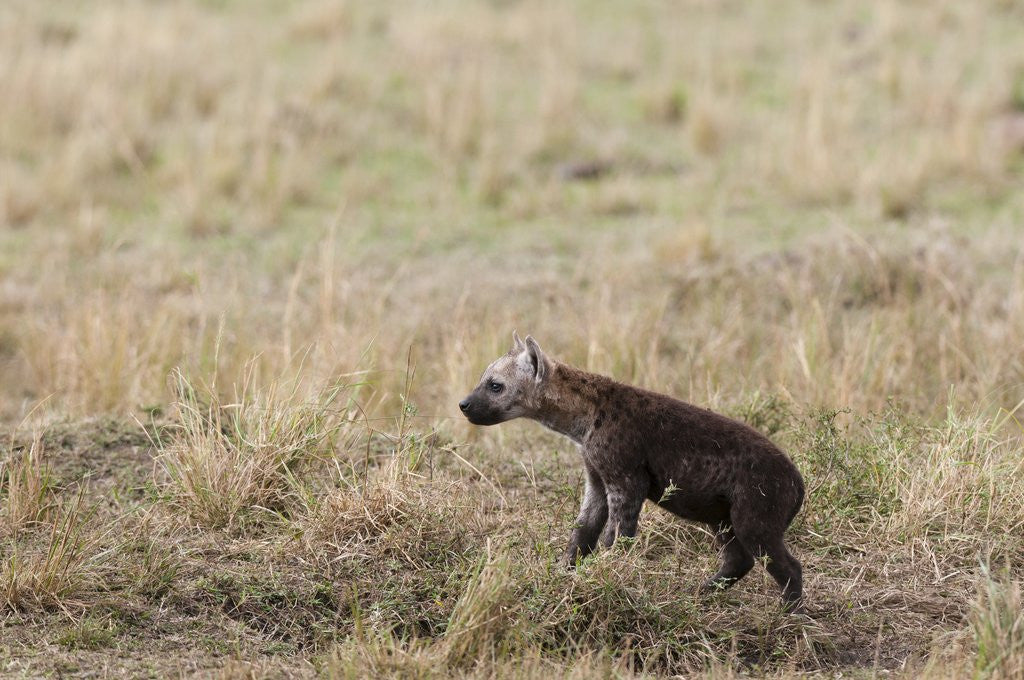 Detail of Spotted hyaena cub by Anonymous