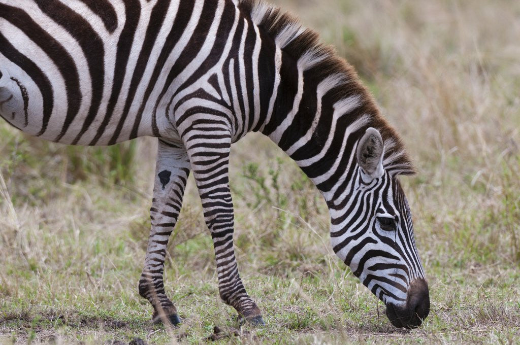 Detail of Plains zebra by Anonymous
