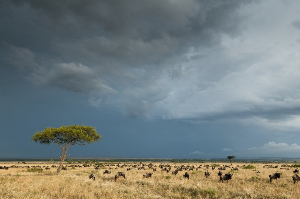 Detail of Wildebeest grazing on Mara plains by Corbis