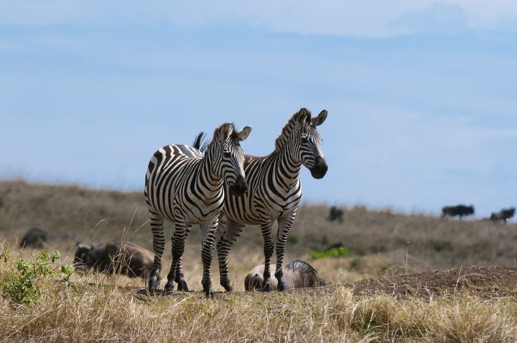 Detail of Plains zebras by Anonymous