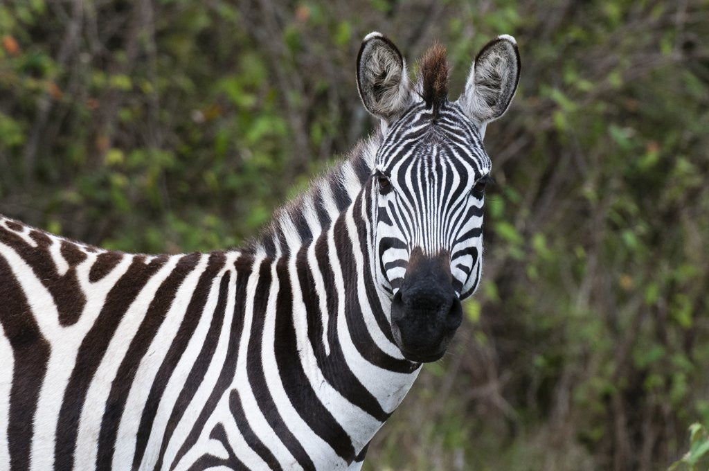 Detail of Plains zebra by Anonymous