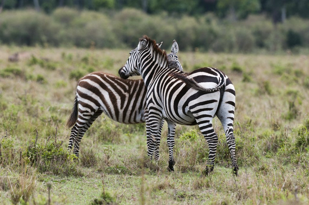 Detail of Plains zebras by Anonymous
