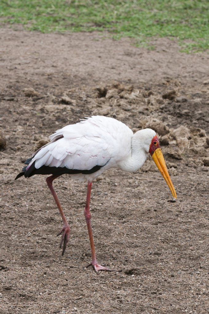Detail of Yellow-billed stork by Corbis