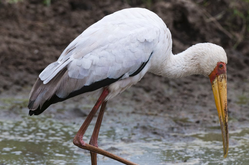 Detail of Yellow-billed stork by Anonymous