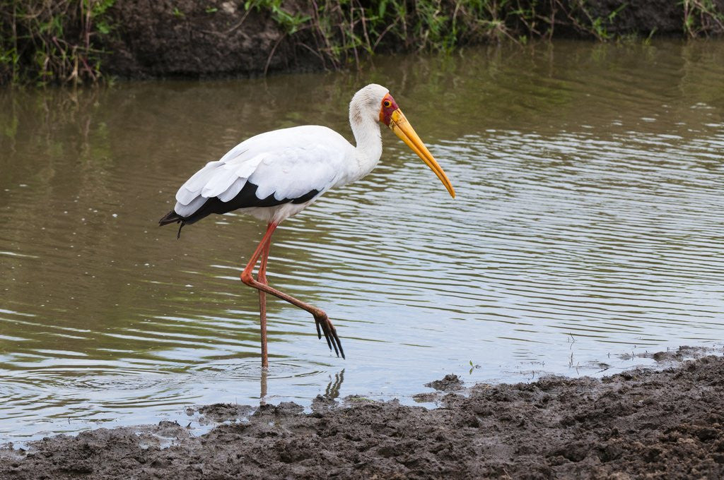 Detail of Yellow-billed stork by Anonymous