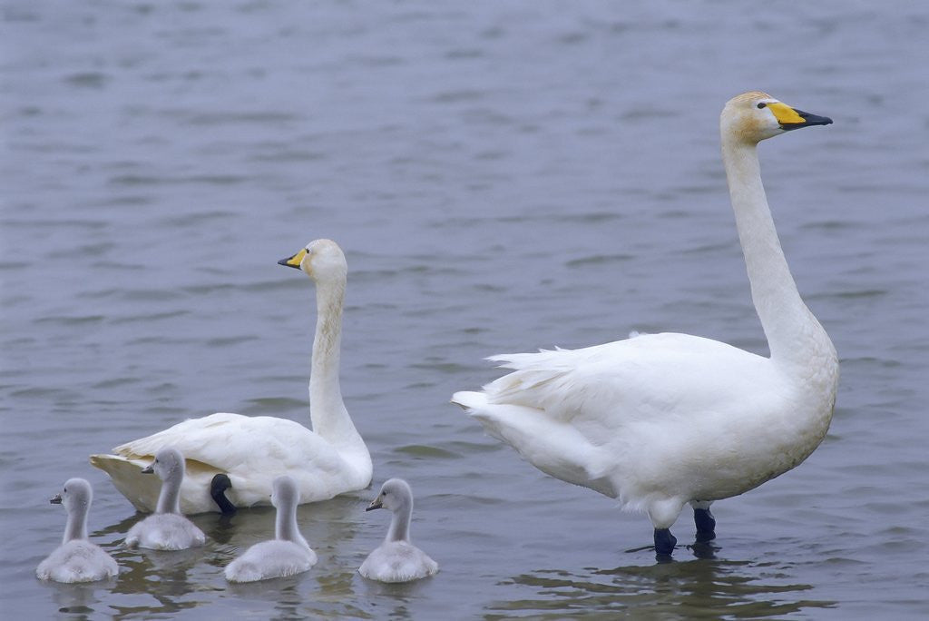Detail of Family of Swans by Anonymous