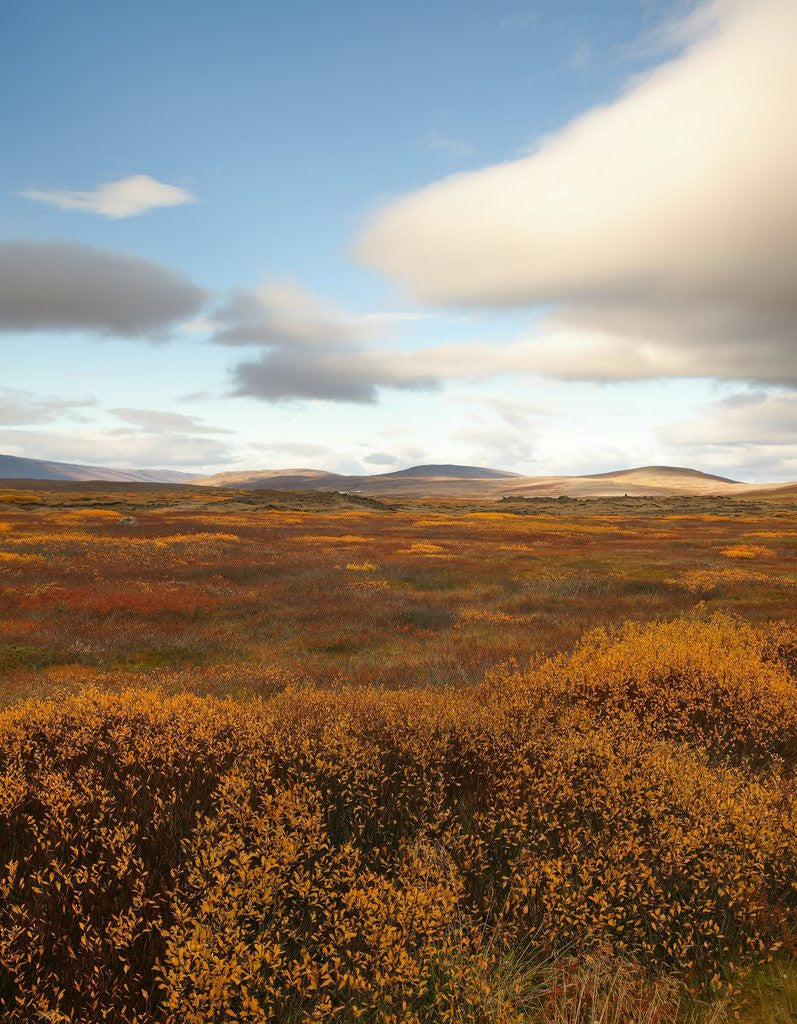 Detail of Valley of Fall color by Anonymous