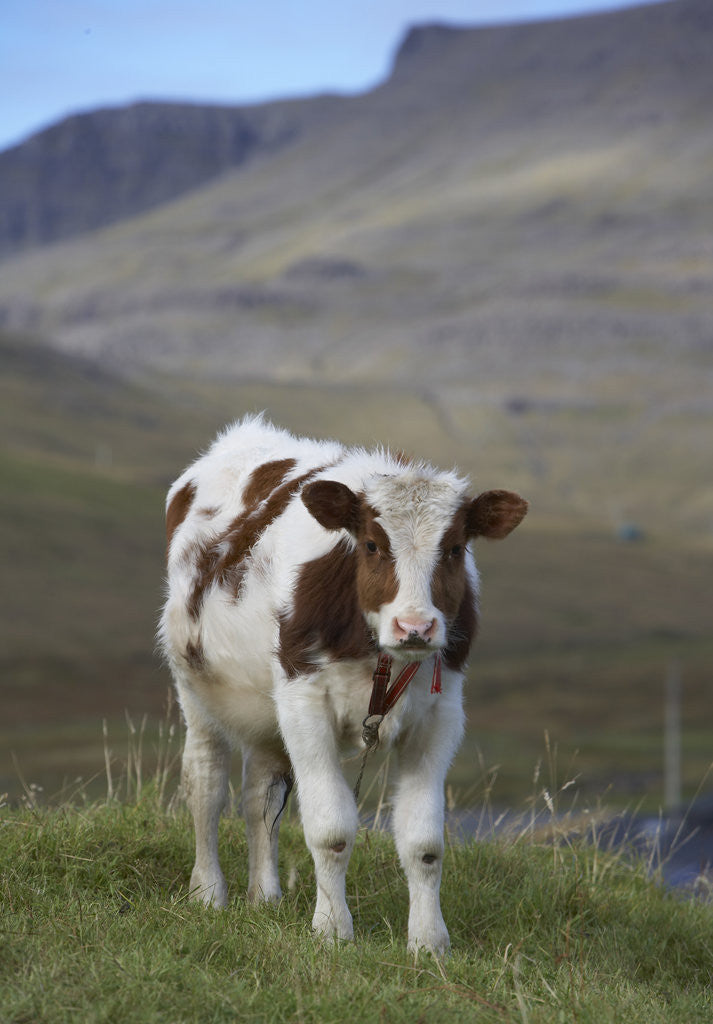 Detail of Young Calf graazing. by Corbis