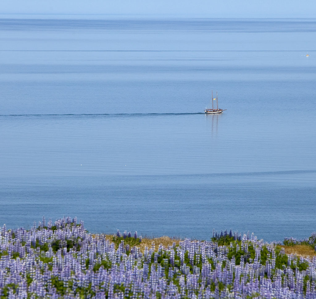 Detail of Lupines and boat, Husavik, Iceland by Corbis
