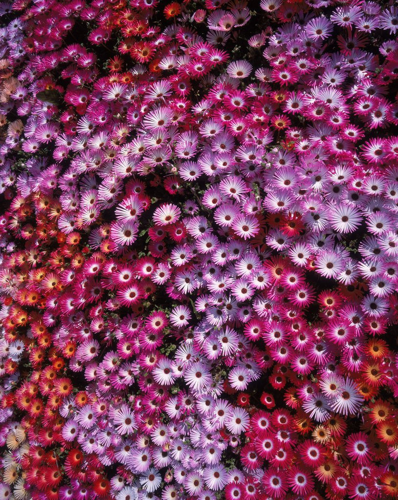 Detail of Pink annual summer flowers by Anonymous