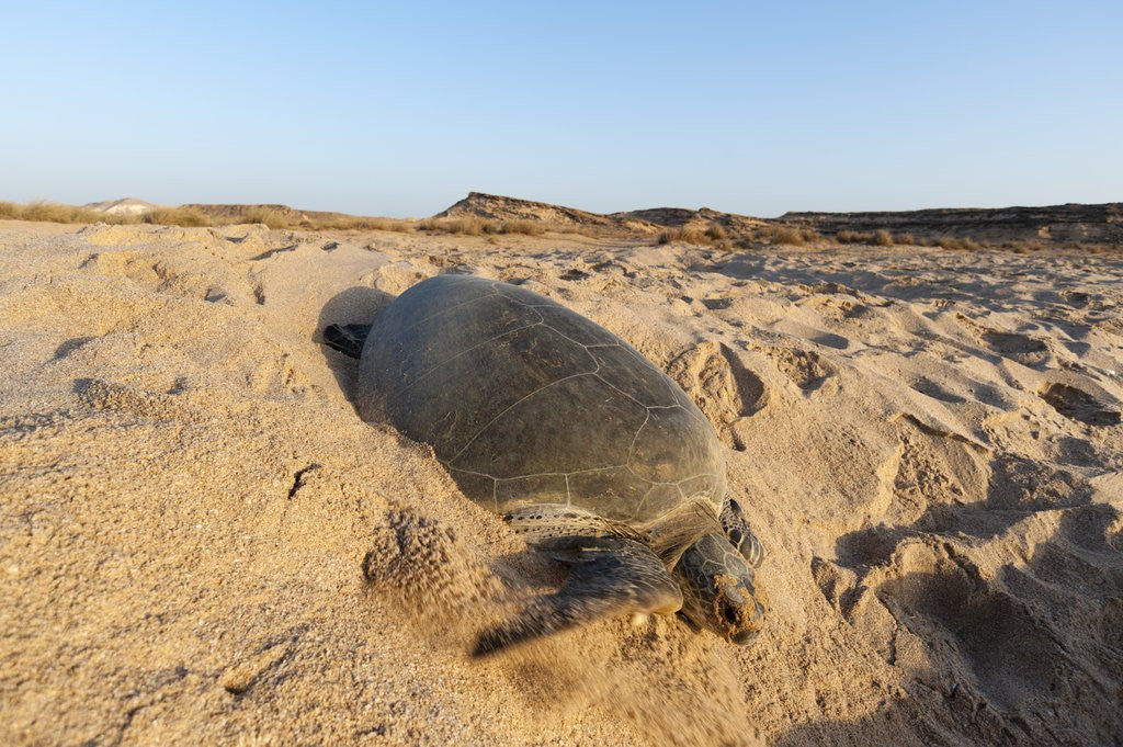 Detail of Green turtle by Anonymous