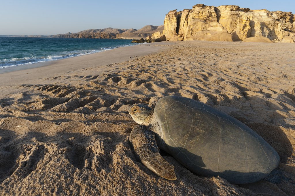Detail of Green turtle by Anonymous