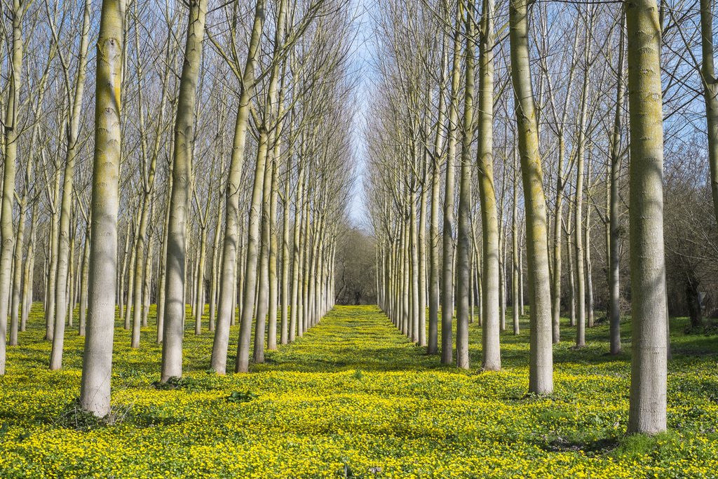 Detail of Lesser celandine (Ranunculus ficaria) flowering in early spring under poplar (Populus) tree plantati by Anonymous