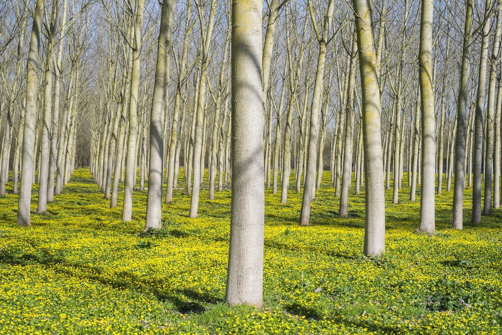 Detail of Lesser celandine (Ranunculus ficaria) flowering in early spring under poplar (Populus) tree plantati by Anonymous