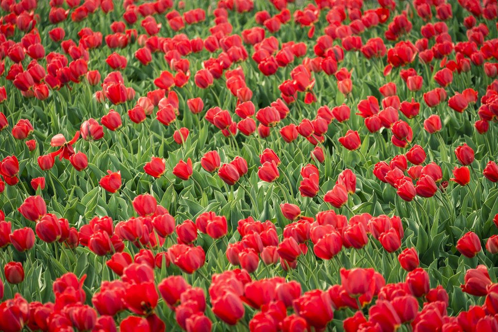 Detail of Red tulips in field in spring. by Corbis