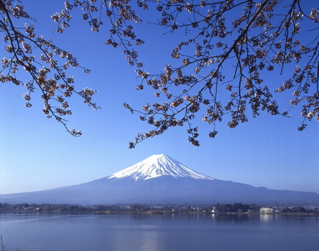 Detail of Cherry blossom with Mount Fuji and Lake Kawaguchi in background, Fuji-Hakone-Izu National Park, Japan by Corbis