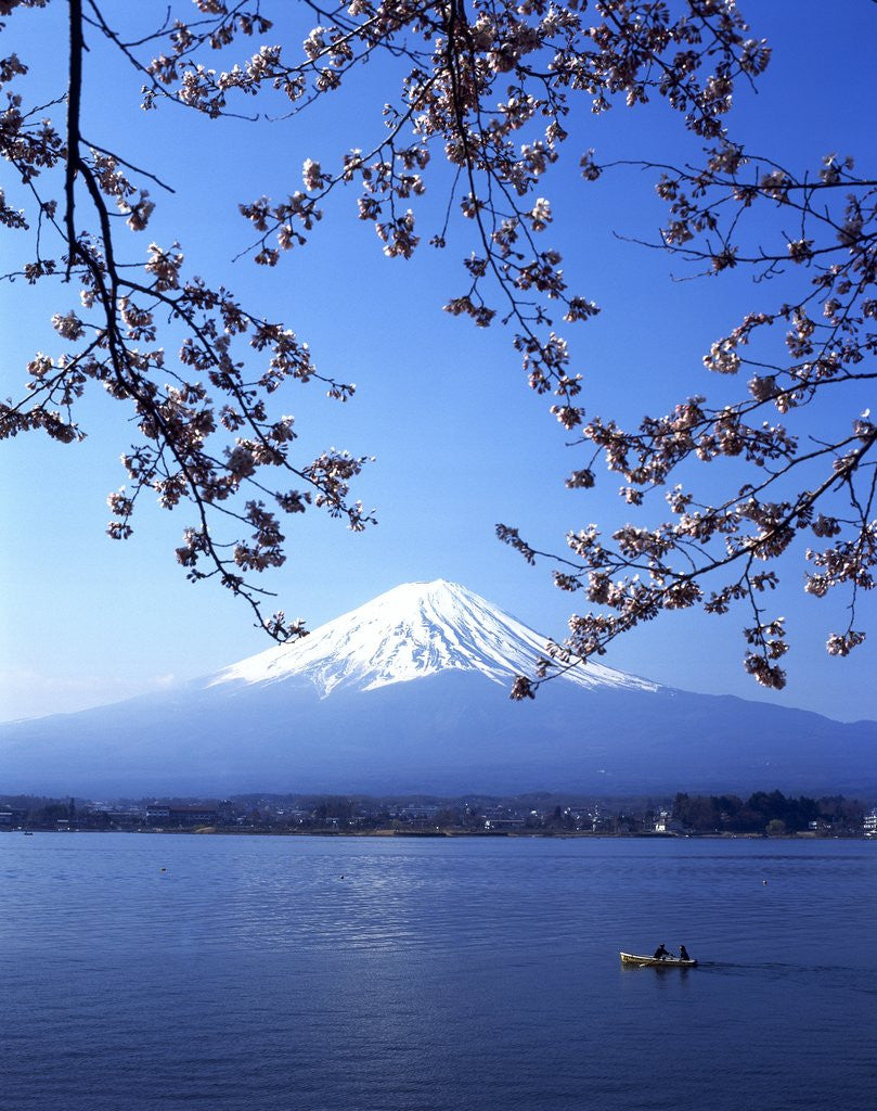 Detail of Cherry blossom with Mount Fuji and Lake Kawaguchi in background, Fuji-Hakone-Izu National Park, Japan by Anonymous