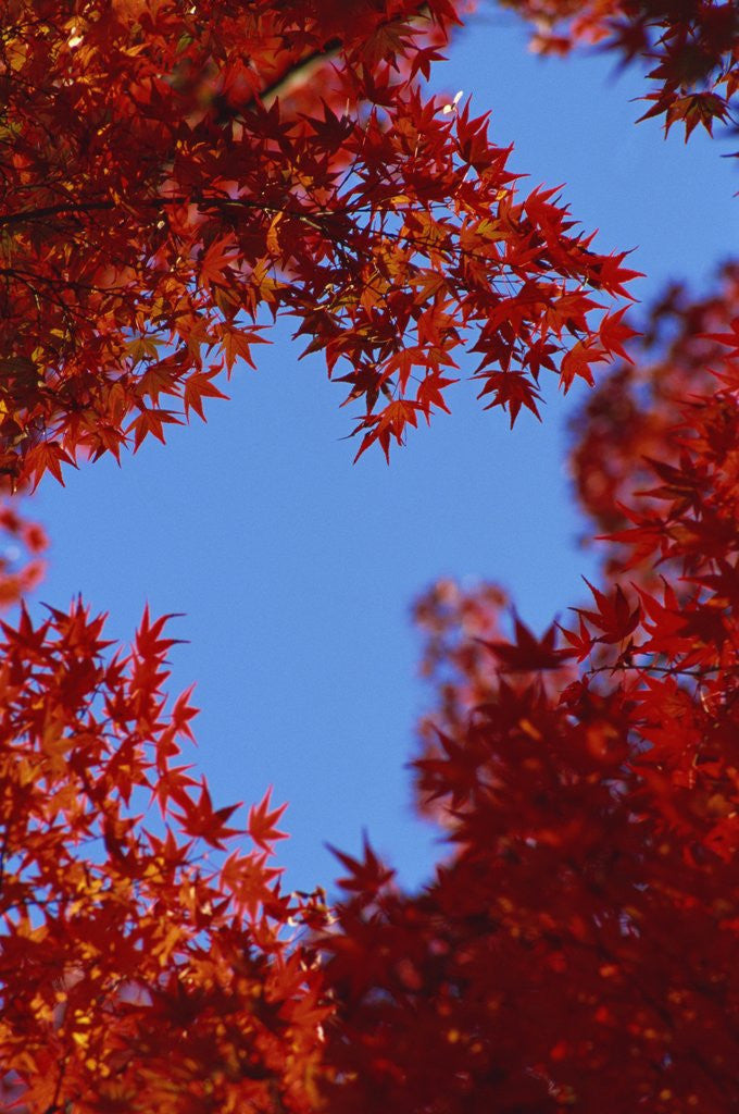 Detail of Directly below view of autumn leaves, Kyoto, Kyoto Urban Prefecture, Kinki Region, Japan by Anonymous