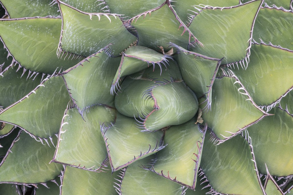 Detail of Agave by Anonymous