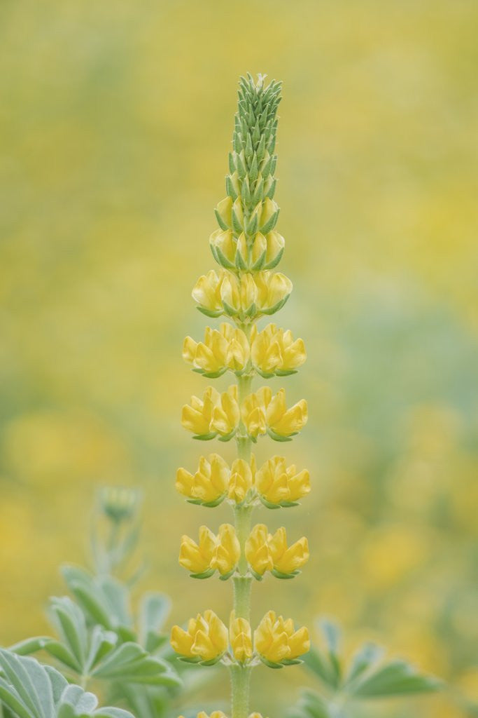 Detail of Golden Lupine by Anonymous