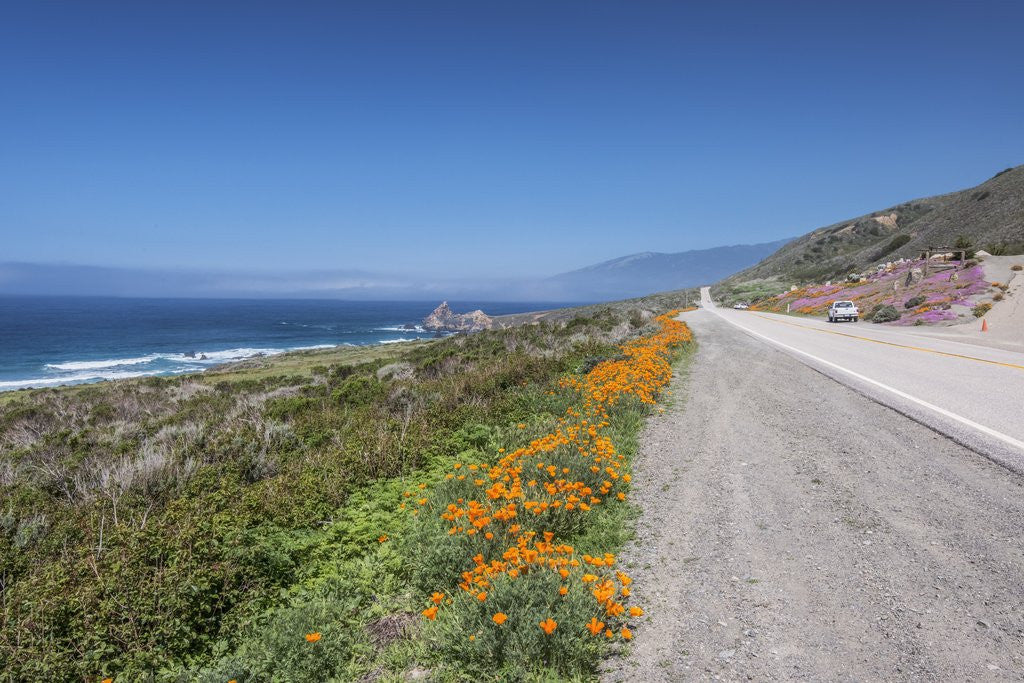 Detail of California Poppies Along Highway 1 by Corbis