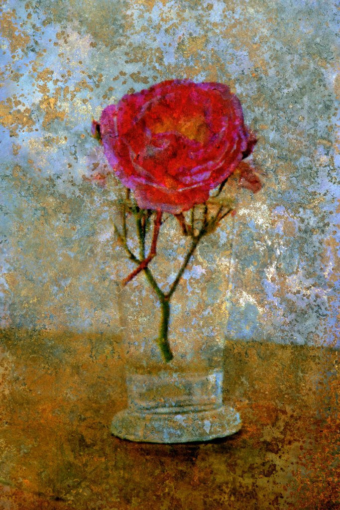 Detail of Red Rose by Anonymous