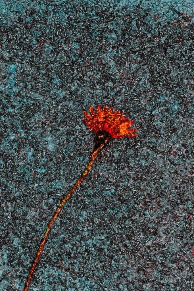 Detail of Flower by Anonymous