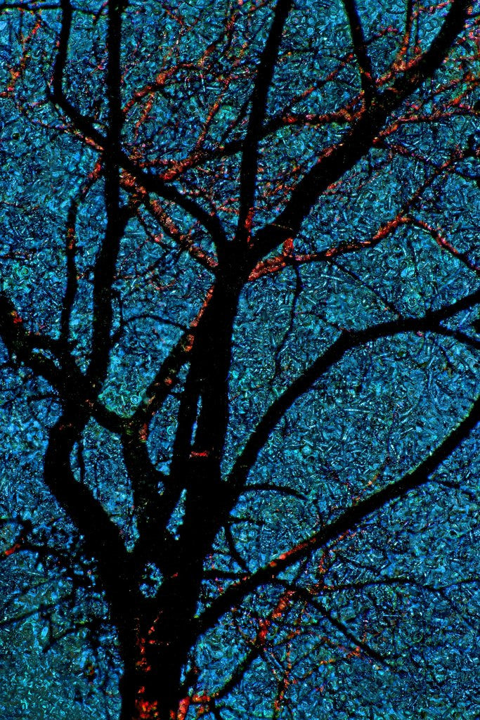 Detail of Tree by Anonymous