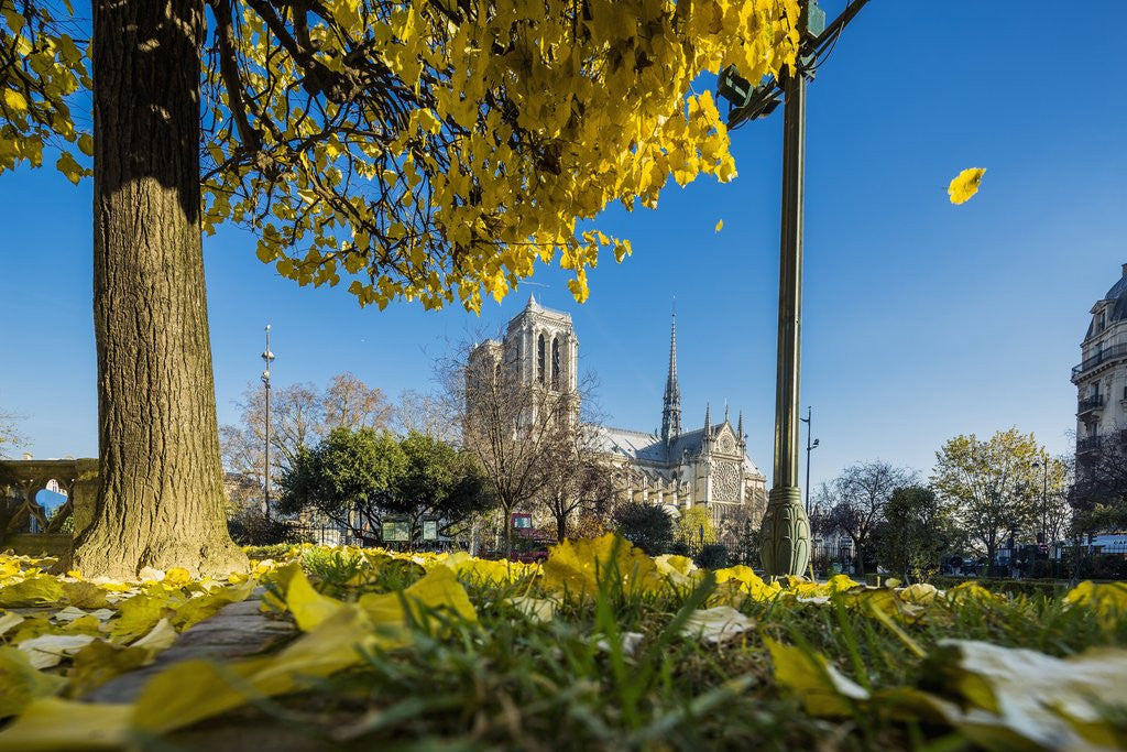 Detail of View of the Cathedrale (cathedral) de Notre Dame from Place (square) Rene Viviani in autumn by Anonymous