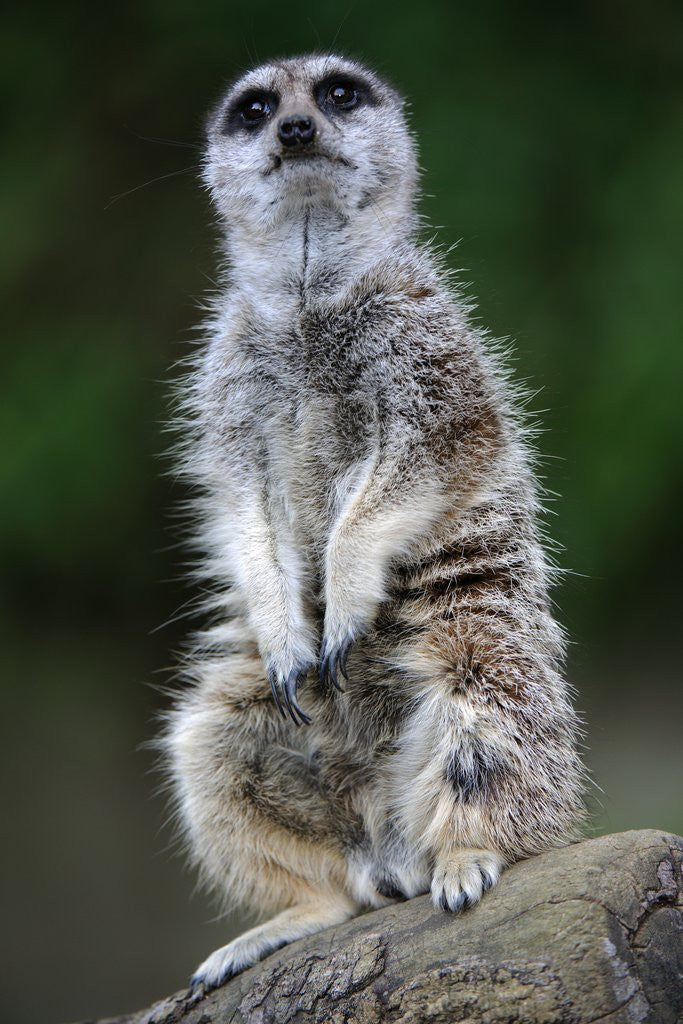 Detail of Meerkat by Anonymous