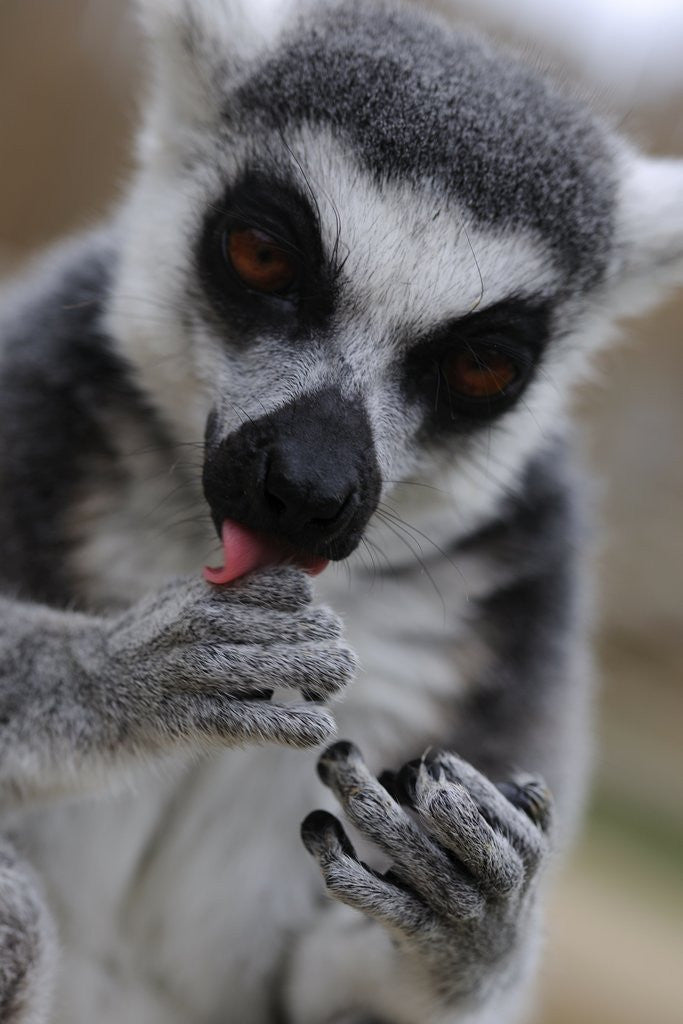 Detail of Ring Tailed Lemur by Anonymous