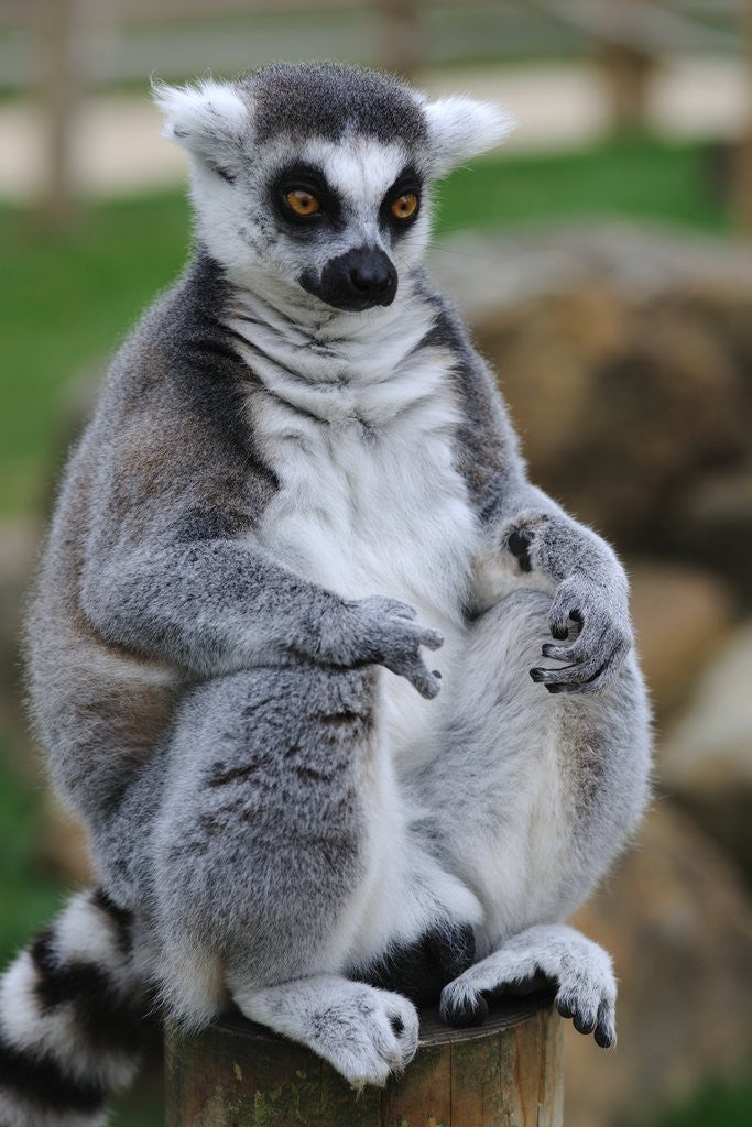Detail of Ring Tailed Lemur by Anonymous