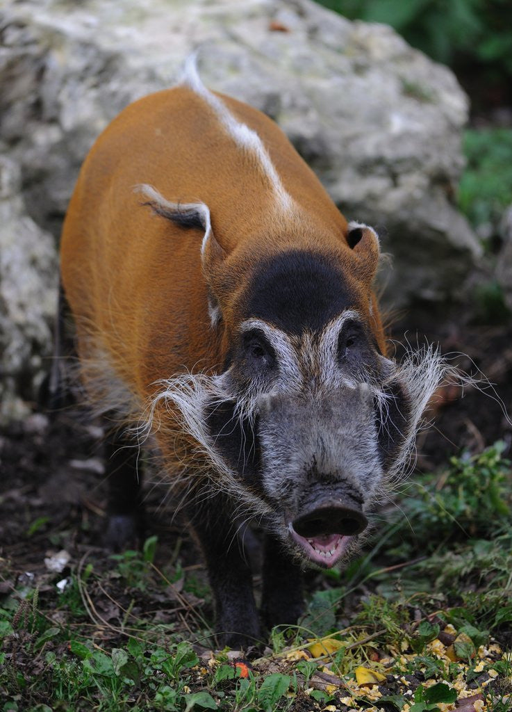 Detail of Red River Hog by Anonymous
