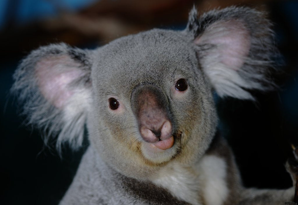Detail of Koala Bear by Anonymous