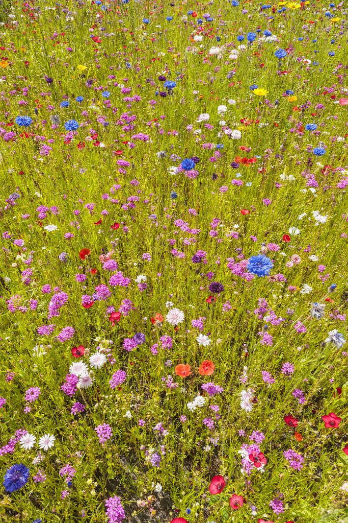 Detail of Eden Project by Anonymous