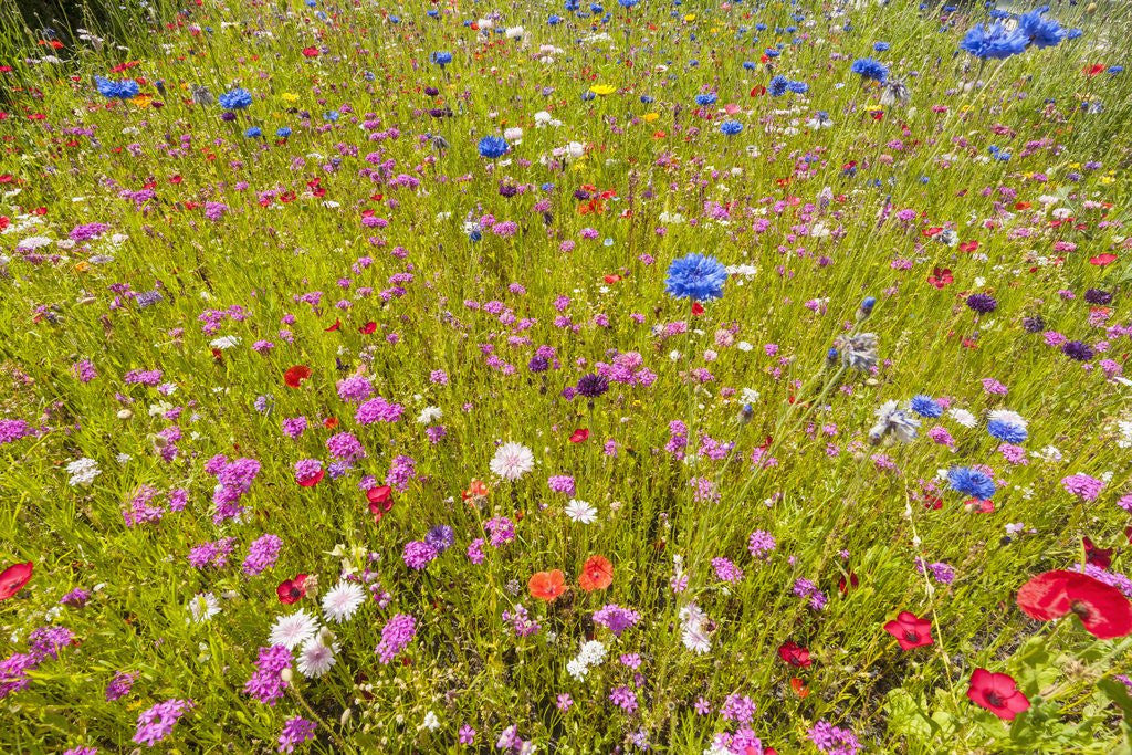 Detail of Eden Project by Anonymous