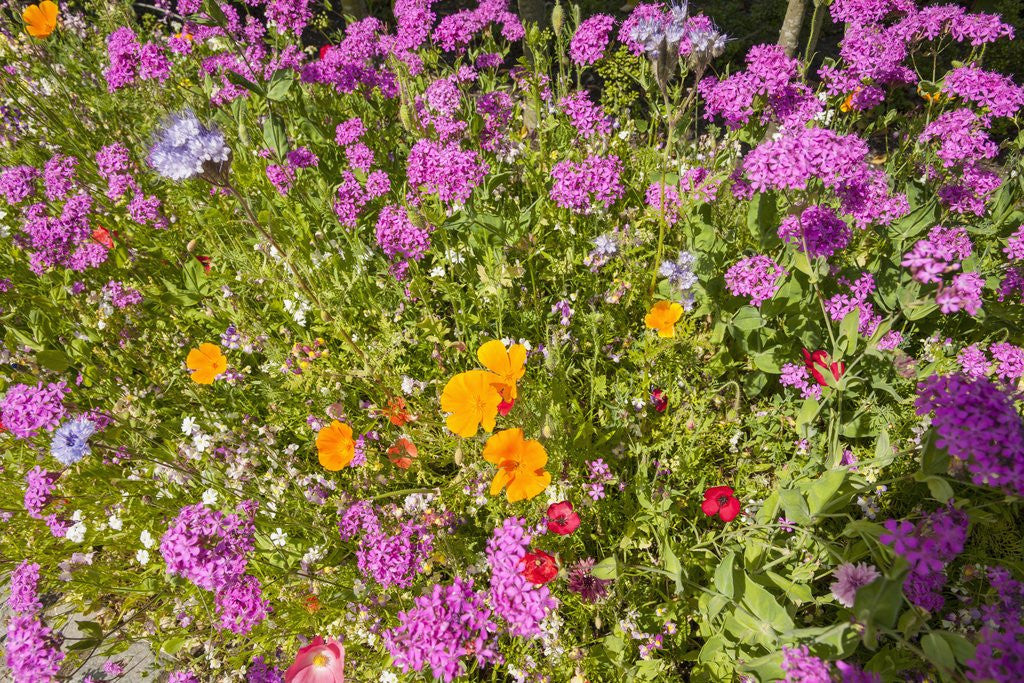 Detail of Eden Project by Anonymous