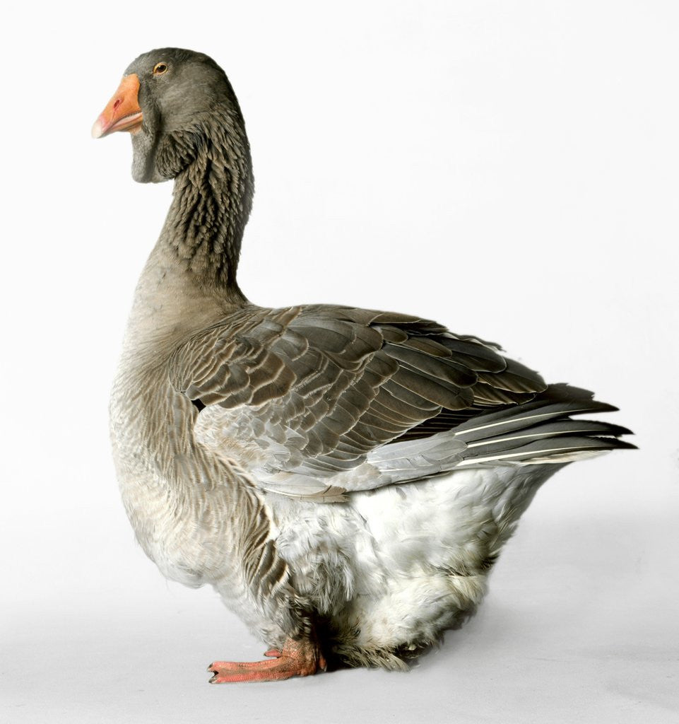 Detail of Toulouse Gander by Anonymous