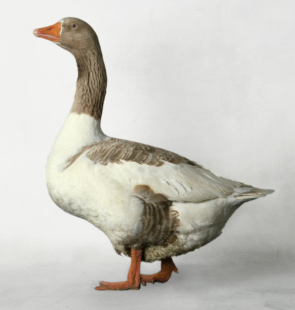 Detail of Pomeranian Goose by Anonymous